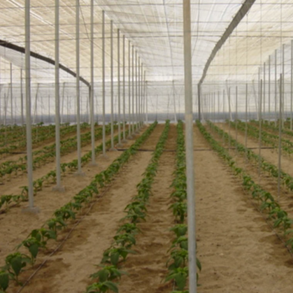 image 1 - Claves prácticas para mejorar la competitividad del invernadero almeriense